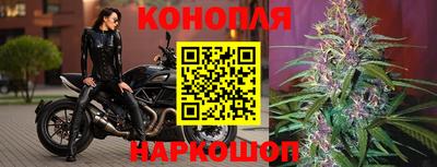 шишки Кингисепп